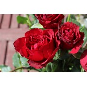 Роза чайно-гибридная Lovely Red  (Лавли Рэд)
